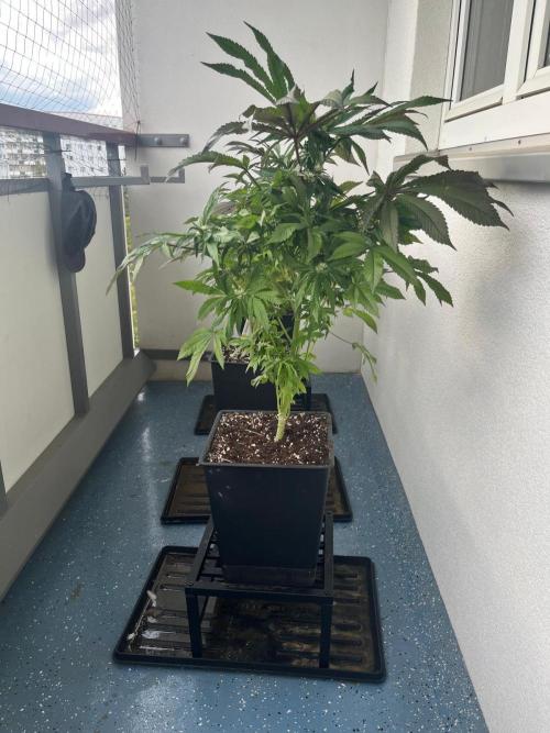 Deep Chunk Sommergrow Balkon. Week 8 - DC7