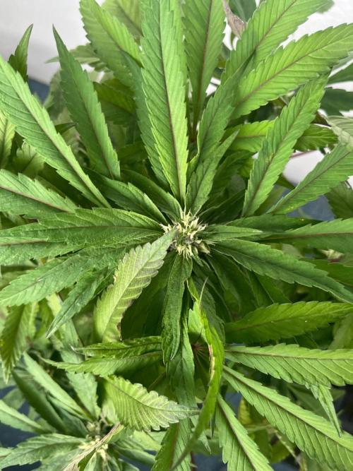 Deep Chunk Sommergrow Balkon. Week 8 - DC7