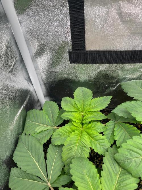 Deep Chunk Indoor Repro. Week 3 - DC1