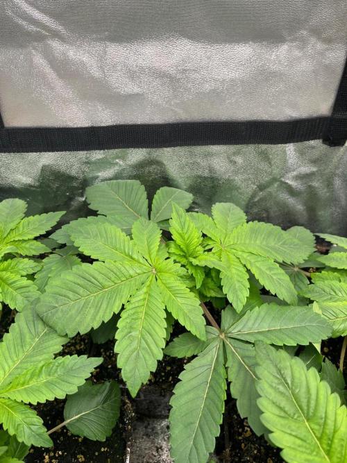 Deep Chunk Indoor Repro. Week 3 - DC2