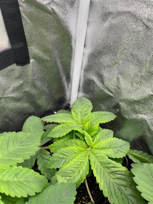 Deep Chunk Indoor Repro. Week 3 - DC3
