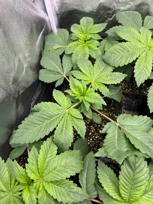 Deep Chunk Indoor Repro. Week 3 - DC4