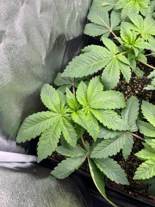 Deep Chunk Indoor Repro. Week 3 - DC6