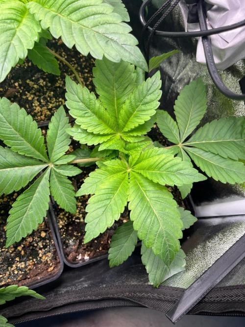 Deep Chunk Indoor Repro. Week 3 - DC8