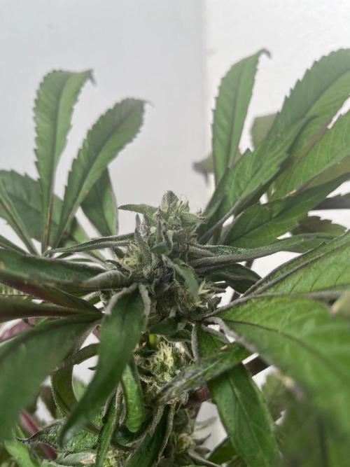 Deep Chunk Sommergrow Balkon. Week 10 - DC 4