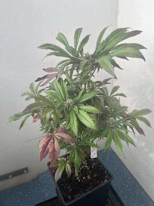 Deep Chunk Sommergrow Balkon. Week 10 - DC 4