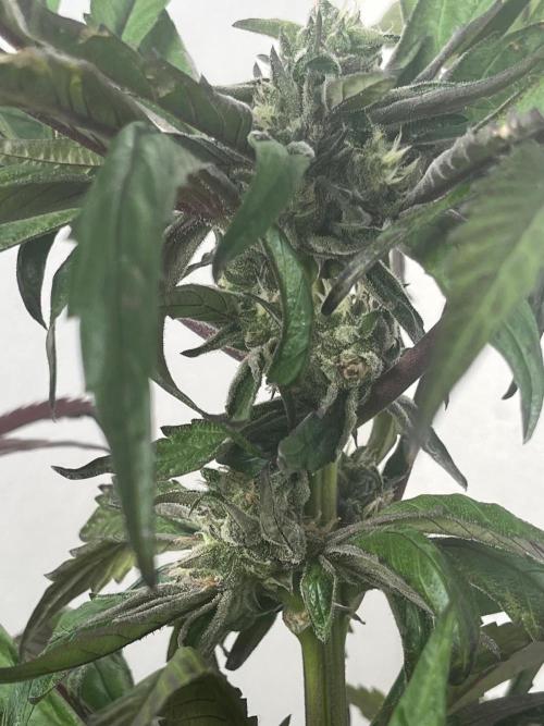 Deep Chunk Sommergrow Balkon. Week 10 - DC 4 