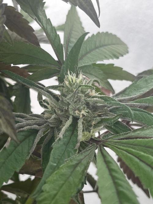 Deep Chunk Sommergrow Balkon. Week 10 - DC 4