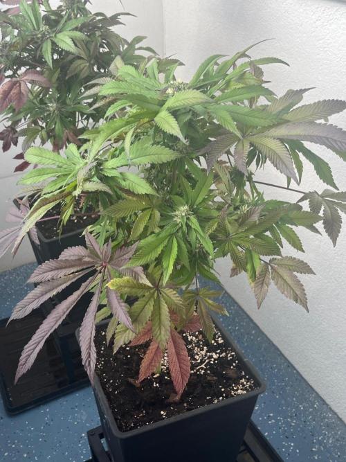 Deep Chunk Sommergrow Balkon. Week 10 - DC 6
