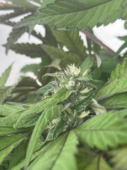 Deep Chunk Sommergrow Balkon. Week 10 - DC6