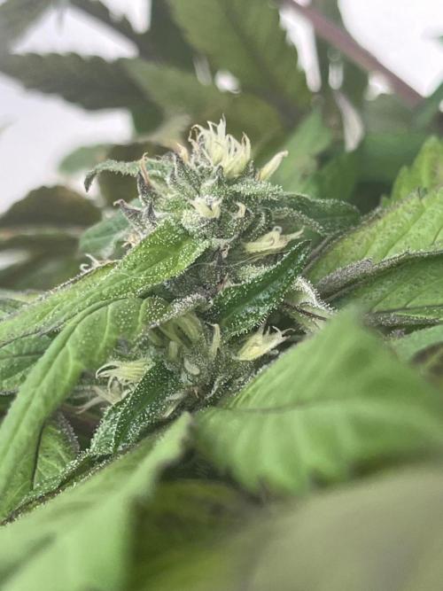 Deep Chunk Sommergrow Balkon. Week 10 - DC 6