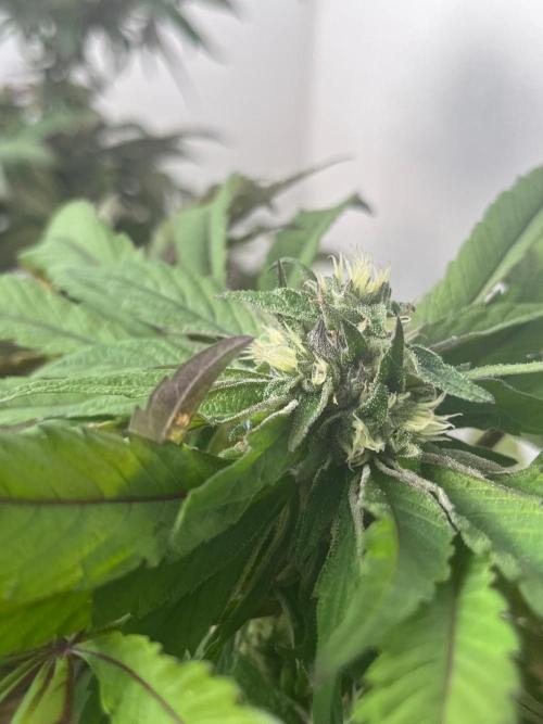 Deep Chunk Sommergrow Balkon. Week 10 - DC 6
