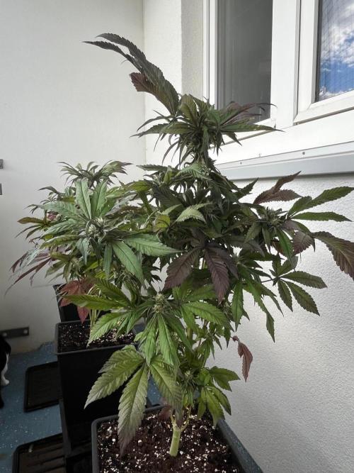 Deep Chunk Sommergrow Balkon. Week 10 - DC 7