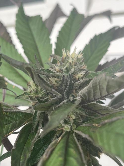 Deep Chunk Sommergrow Balkon. Week 10 - DC 7