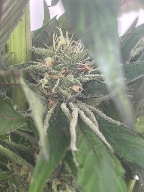 Deep Chunk Sommergrow Balkon. Week 10 - DC 7