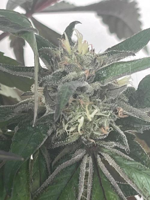 Deep Chunk Sommergrow Balkon. Week 10 - DC 7