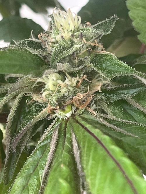 Deep Chunk Sommergrow Balkon. Week 10 - DC 7