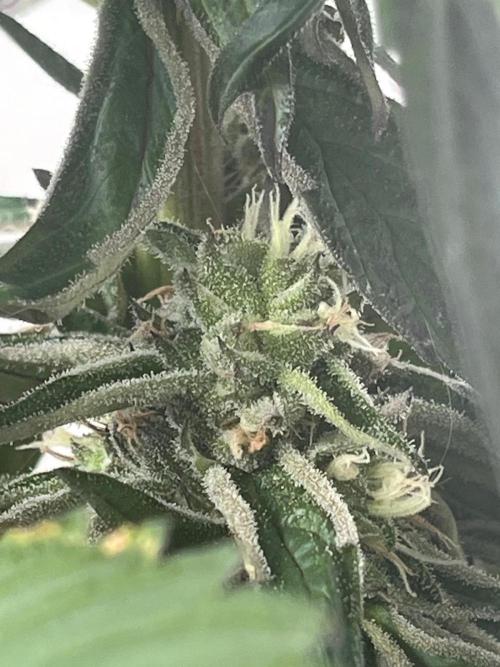 Deep Chunk Sommergrow Balkon. Week 10 - DC 7