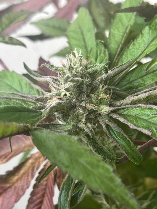 Deep Chunk Sommergrow Balkon. Week 10 - DC 7 