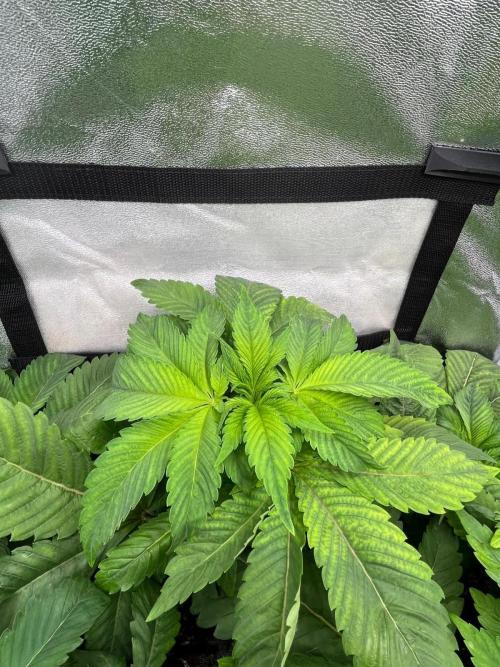Deep Chunk Indoor Repro. Week 5 - DC 2
