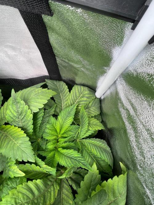 Deep Chunk Indoor Repro. Week 5 - DC 3