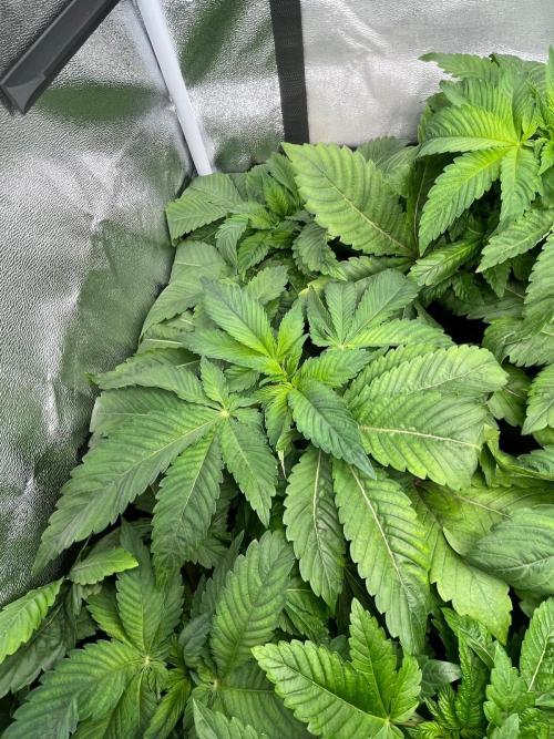 Deep Chunk Indoor Repro. Week 5 - DC 4