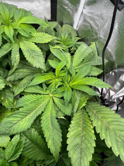 Deep Chunk Indoor Repro. Week 5 - DC 5