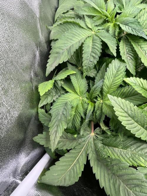 Deep Chunk Indoor Repro. Week 5 - DC 6