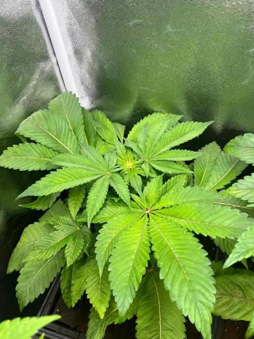 Deep Chunk Indoor Repro. Week 7 - DC 1