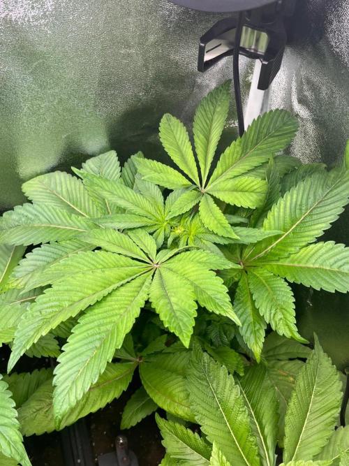 Deep Chunk Indoor Repro. Week 7 - DC 3
