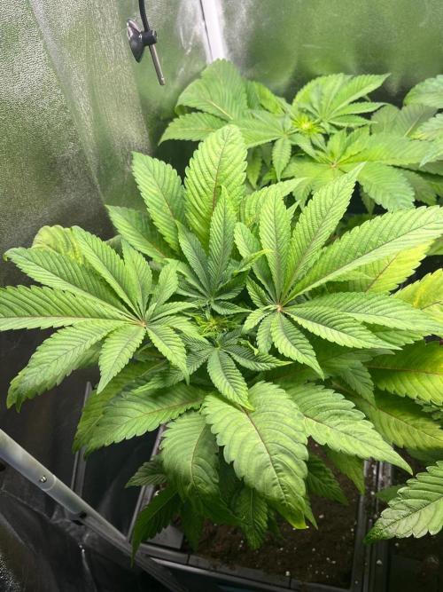 Deep Chunk Indoor Repro. Week 7 - DC 5