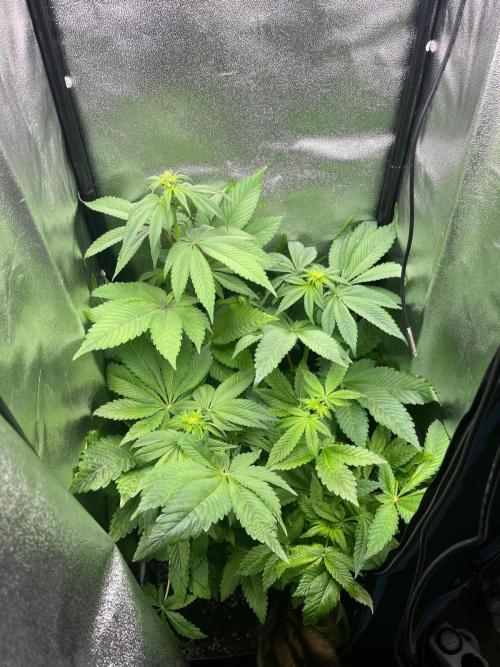 Deep Chunk Indoor Repro. Week 7 - Männer