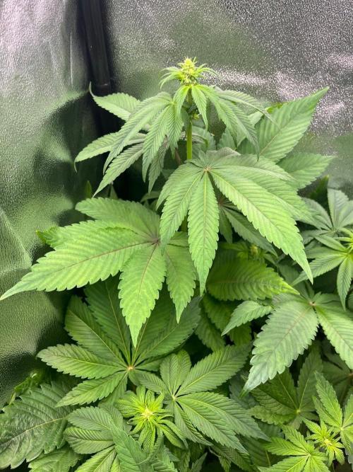 Deep Chunk Indoor Repro. Week 7 - DC 2