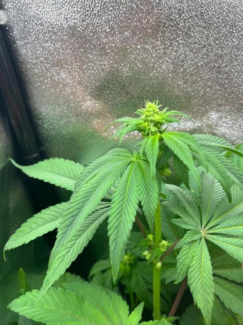 Deep Chunk Indoor Repro. Week 7 - DC 2