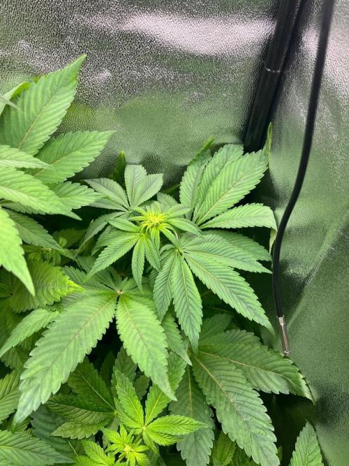 Deep Chunk Indoor Repro. Week 7 - DC 4
