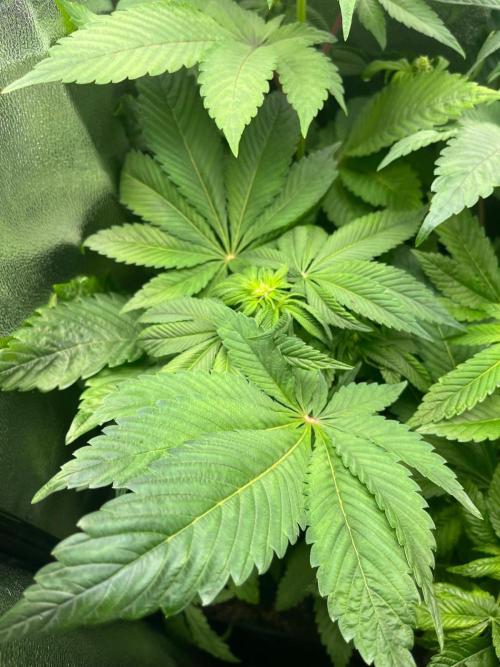 Deep Chunk Indoor Repro. Week 7 - DC 6