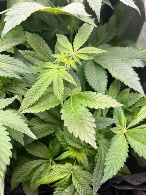 Deep Chunk Indoor Repro. Week 7 - DC 7