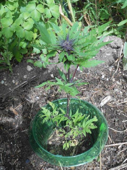 Outdoor FastBuds 26. Week 6 - LSD25