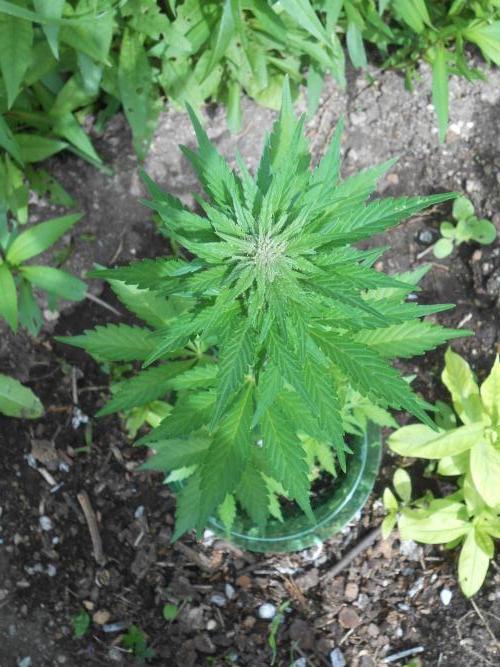 Outdoor FastBuds 26. Week 6 - BPP