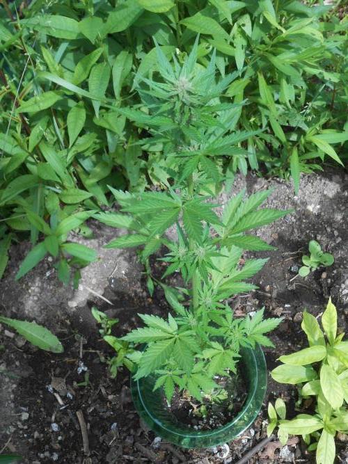 Outdoor FastBuds 26. Week 6 - BPP