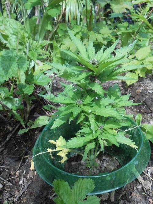 Outdoor FastBuds 26. Week 6 - BB