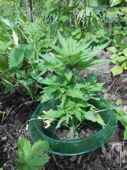 Outdoor FastBuds 26. Week 6 - BB
