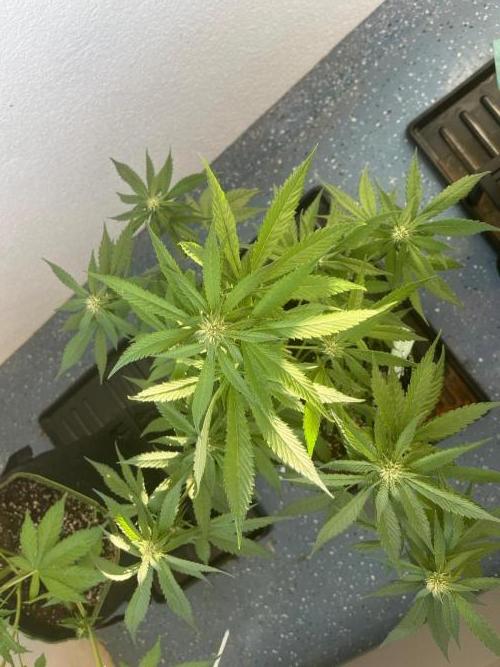 Balkon FastBuds 26. Week 6 - BB