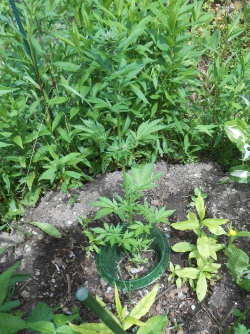 Outdoor FastBuds 26. Week 6 - BPP