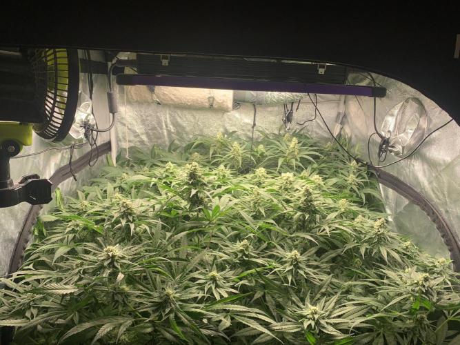 Super Lemon Haze. Week 6