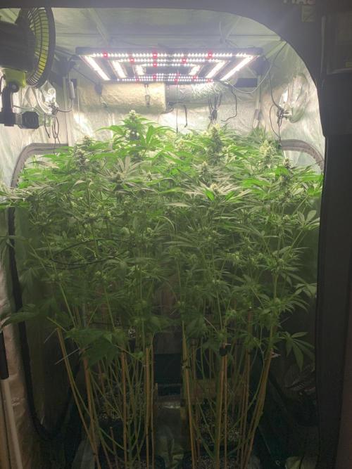 Super Lemon Haze. Week 6