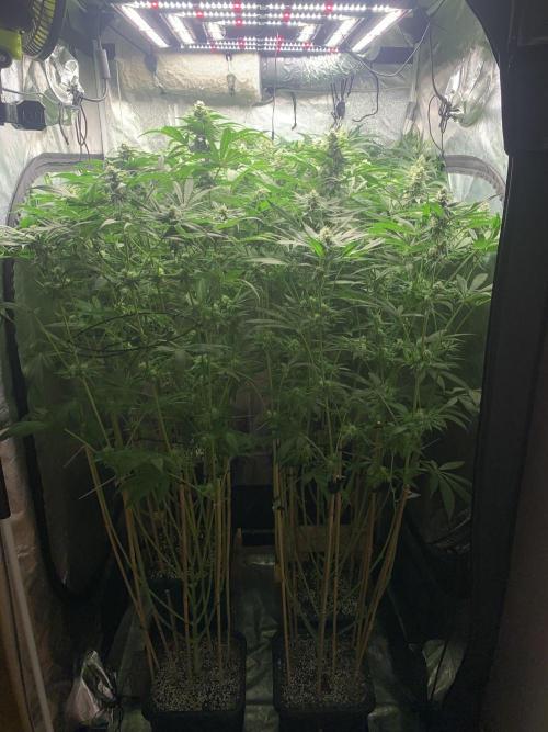 Super Lemon Haze. Week 6