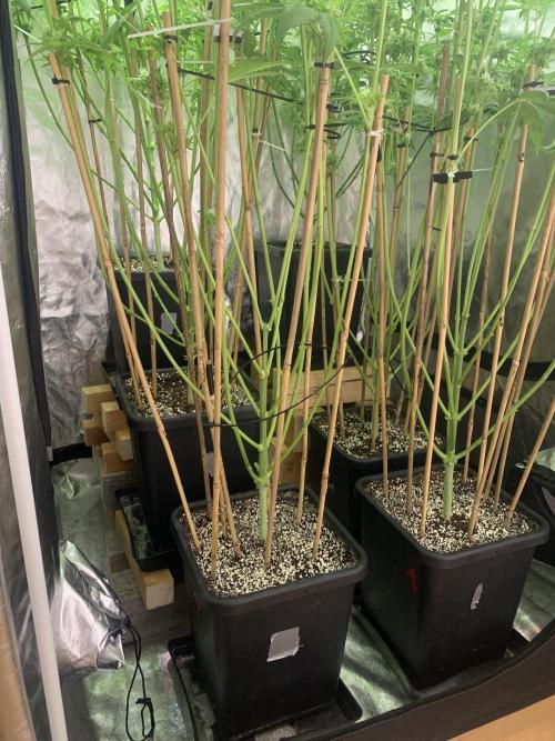 Super Lemon Haze. Week 6