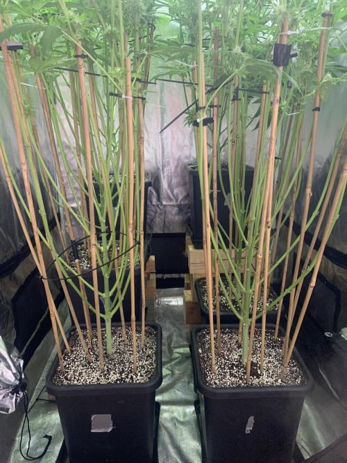 Super Lemon Haze. Week 6