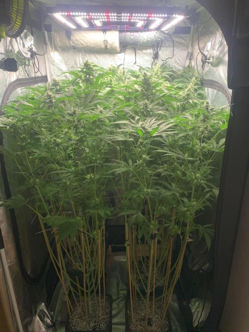 Super Lemon Haze. Week 7